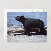 クロクマ ポストカード (正面/裏面)