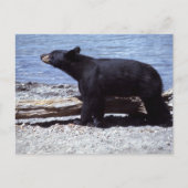 クロクマ ポストカード (正面)