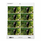 クロクマ ラベル (フルシート)