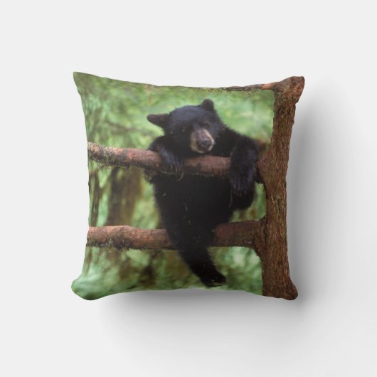 クロクマ、Ursus americanus、木に登る子グマ クッション (正面)