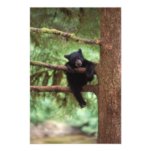 クロクマ, Ursus americanus, 木に登る子グマ フォトプリント (正面)