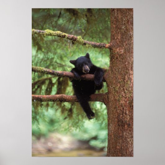 クロクマ, Ursus americanus, 木に登る子グマ ポスター (正面)