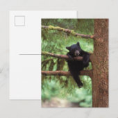 クロクマ、Ursus americanus、木に登る子グマ ポストカード (正面/裏面)