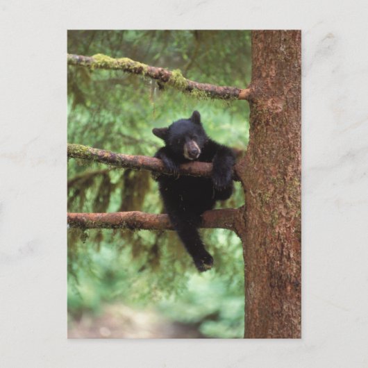 クロクマ、Ursus americanus、木に登る子グマ ポストカード (正面)