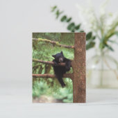 クロクマ、Ursus americanus、木に登る子グマ ポストカード (スタンド正面)