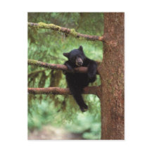 クロクマ、Ursus americanus、木に登る子グマ
