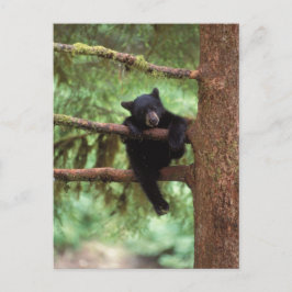 クロクマ、Ursus americanus、木に登る子グマ ポストカード