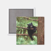 クロクマ、Ursus americanus、木に登る子グマ マグネット (正面/裏面)