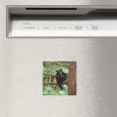 クロクマ、Ursus americanus、木に登る子グマ マグネット (インサイチュ (食洗機))