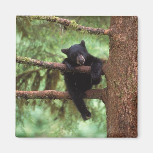 クロクマ、Ursus americanus、木に登る子グマ マグネット (正面)