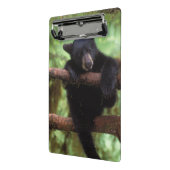 クロクマ, Ursus americanus, 木に登る子グマ ミニクリップボード (アングル2)