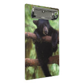 クロクマ, Ursus americanus, 木に登る子グマ ミニクリップボード (アングル)