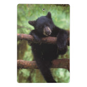 クロクマ, Ursus americanus, 木に登る子グマ ミニクリップボード (裏面)