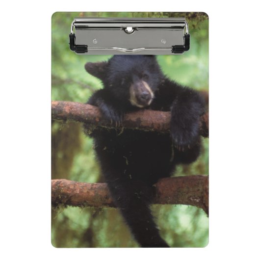 クロクマ, Ursus americanus, 木に登る子グマ ミニクリップボード (正面)