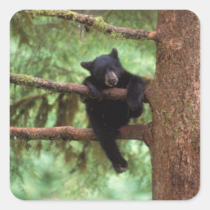 クロクマ, Ursus americanus, 木に登る子熊 スクエアシール