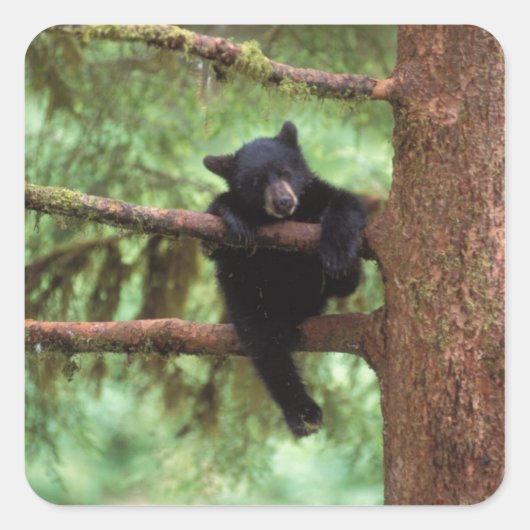 クロクマ, Ursus americanus, 木に登る子熊 スクエアシール (正面)