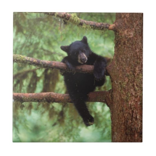 クロクマ, Ursus americanus, 木に登る子熊 タイル (正面)