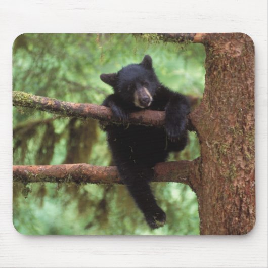 クロクマ, Ursus americanus, 木の中の子グマ マウスパッド (正面)