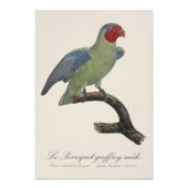 クロケーのオフロイ男/赤い生意気なオウム フォトプリント (正面)