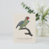 クロケーのオフロイ男/赤い生意気なオウム ポストカード (スタンド正面)