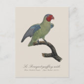 クロケーのオフロイ男/赤い生意気なオウム ポストカード (正面)