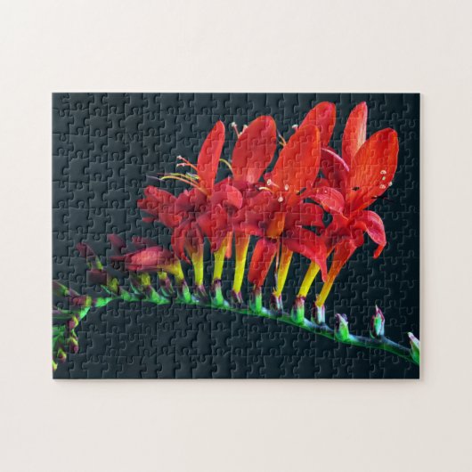 クロコソミアルシファーモンブレティアフローラ ジグソーパズル (横)