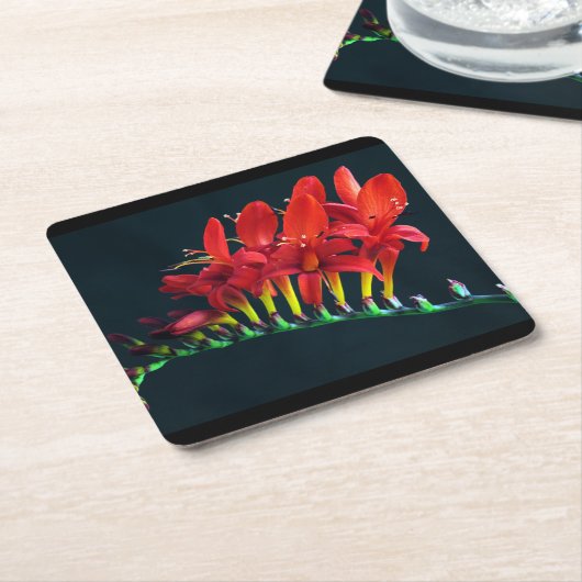 クロコソミアルシファーモンブレティアフローラ スクエアペーパーコースター (アングル)