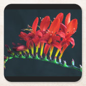 クロコソミアルシファーモンブレティアフローラ スクエアペーパーコースター (正面)