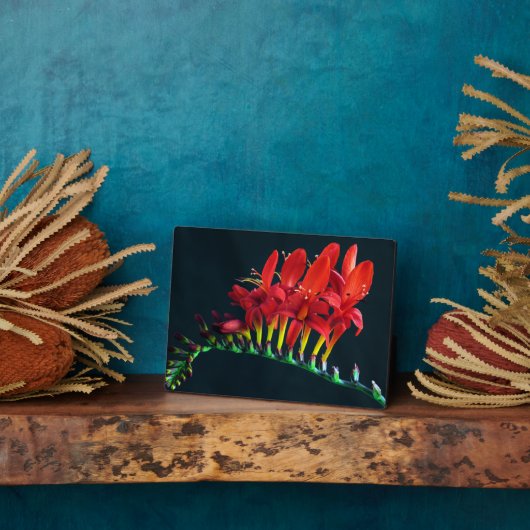 クロコソミアルシファーモンブレティアフローラ フォトプラーク (側面)