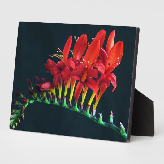 クロコソミアルシファーモンブレティアフローラ フォトプラーク (側面)