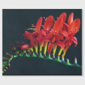 クロコソミアルシファーモンブレティアフローラ ラッピングペーパー (フラット)