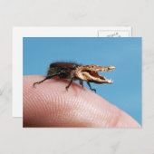 クロコバグ ポストカード (正面/裏面)