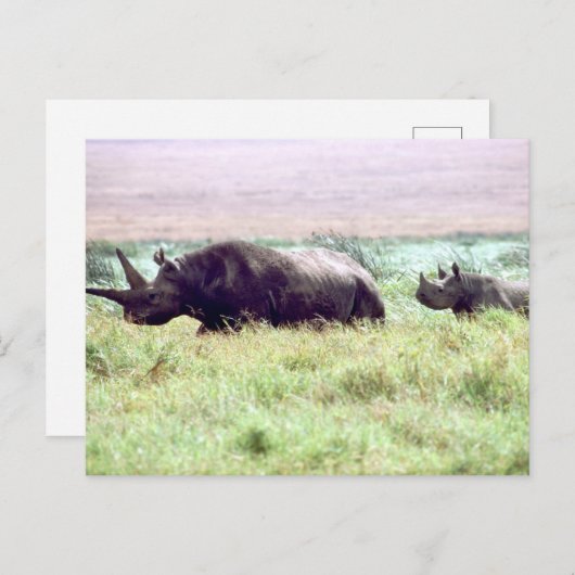 クロサイの雌と子牛をセレゲティに乗せる ポストカード (正面/裏面)