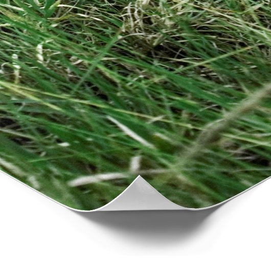 クロサイ |ケニア ポスター (角)