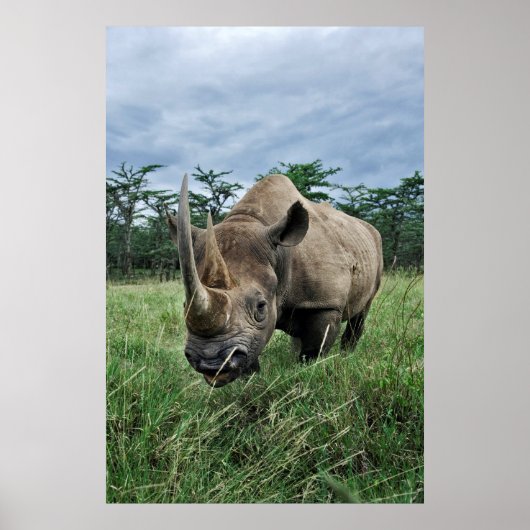 クロサイ |ケニア ポスター (正面)