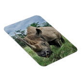 クロサイ |ケニア マグネット (右側)