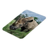 クロサイ |ケニア マグネット (左側)