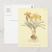 クロス・オブ・金ゴールド・クロカスイラストレーション ポストカード (正面/裏面)