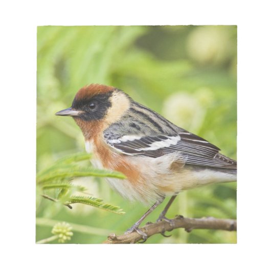 クロズキンアメリカムシクイ (Dendroica castanea) 成鳥 ノートパッド (正面)