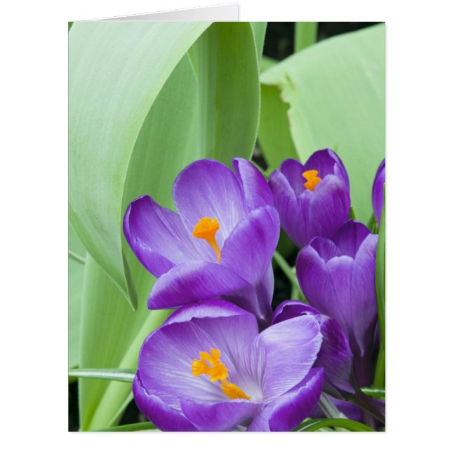 クロッカスの紫色の花 (正面)