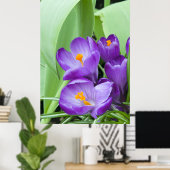 クロッカスの紫色の花 ポスター (ホームオフィス)