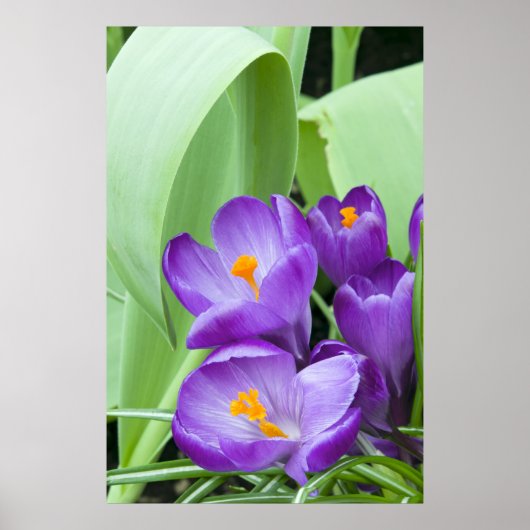 クロッカスの紫色の花 ポスター (正面)