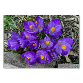 クロッカスの花 カスタム読み取りフラッシュカード テーブルナンバー