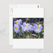 クロッカスの花 ポストカード (正面/裏面)