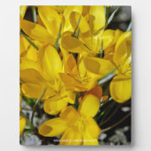 クロッカスの黄色い花 フォトプラーク (正面)
