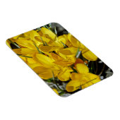 クロッカスの黄色い花 マグネット (右側)