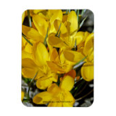 クロッカスの黄色い花 マグネット (縦)