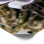 クロッカスクラスター ポスター (角)