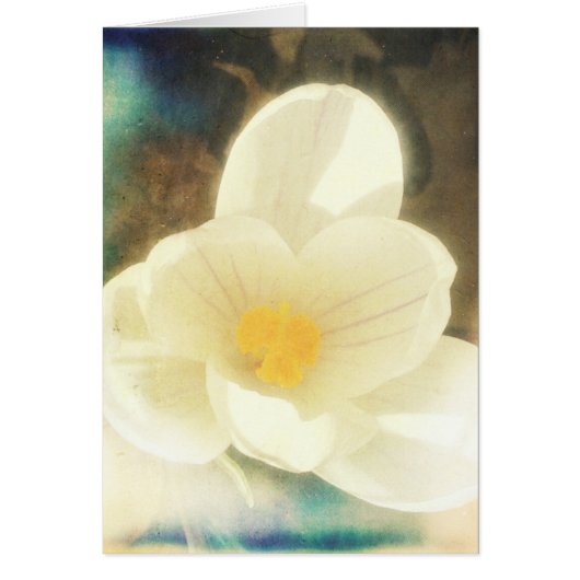 クロッカスグランジ花 (正面)