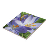 クロッカス タイル (側面)